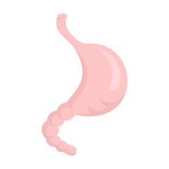 Stomach icon. Flat illustration of stomach vector icon for web design