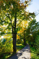 Naklejka premium Colorful autumn Trees in the Landscape of the central Bohemia, Czech Republic