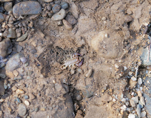 Small european scorpion on the ground