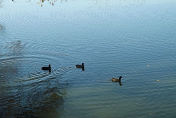 ducks on the lake
