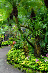 Curving Tropical Garden Path