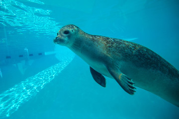 Naklejka premium Cute seal swim in zoo aquarium