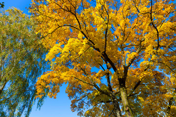 Colorful autumn Trees in the Landscape of the central Bohemia, Czech Republic