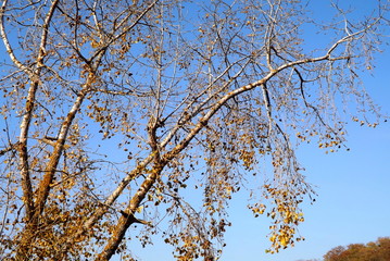 branches of a tree