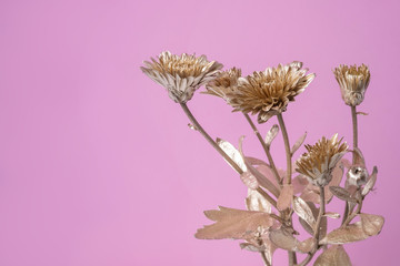 Gold flowers on pink background. Design, art decor cards.