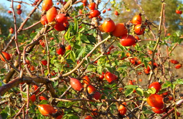 red berries on tree