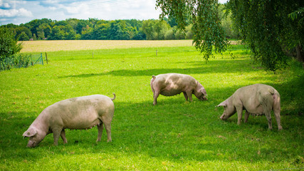 Pig portrait. Pig at pig farm