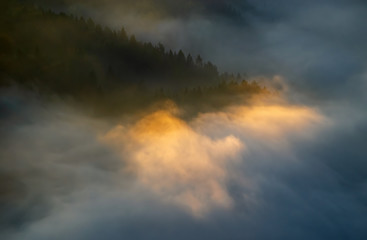 Trees fog Pieniny