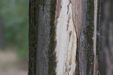 damaged bark off tree trunk close up