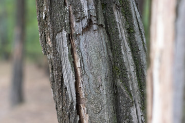 damaged tree trunk close up