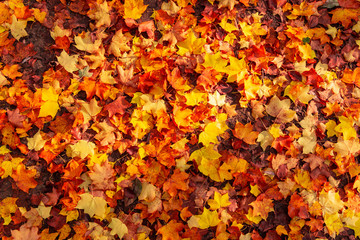 Red and Orange Autumn Leaves Background