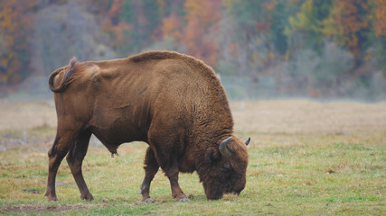 Wisent (Bison) feeding with fresh grass in autumn forest, free wild animal