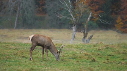Isolated stable feeding near autumn forest