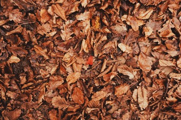 Autumn leaves background
