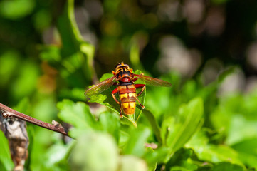 Small insects fly