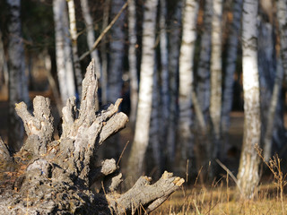 Fallen trunk and birch trees in the woods