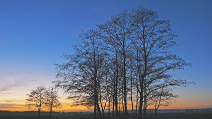 Gorgeous sunset sky and isolated  group of trees silhouettes