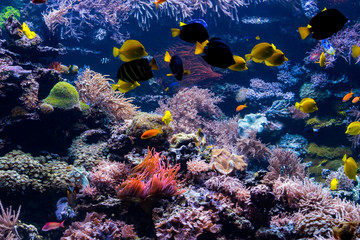 Naklejka na ściany i meble Underwater Scene With Coral Reef And Tropical Fish