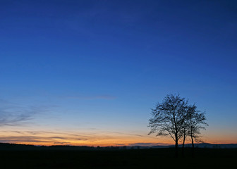 Isolated lonely tree silhouette under blue and red sunset colorful clear sky nature landscape at dusk