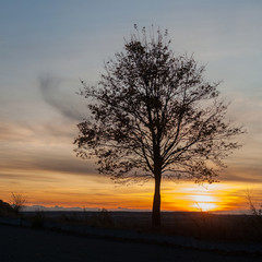 Naklejka premium autumn. tree in a sunset.