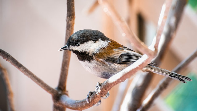 Close up of Chestnut backed Chickadee (Poecile rufescens) perched on a branch; blurred background, San Francisco bay area, California