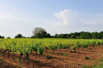 Fototapeta na wymiar Vignes et vignoble en Ardèche, région Auvergne-Rhône-Alpes, France 