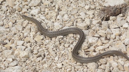 Smooth snake (Coronella austriaca) moving on rocky path