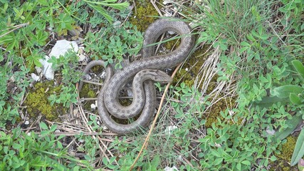 Smooth snake (Coronella austriaca) escape in the grass