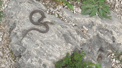 Smooth snake (Coronella austriaca) on a stone