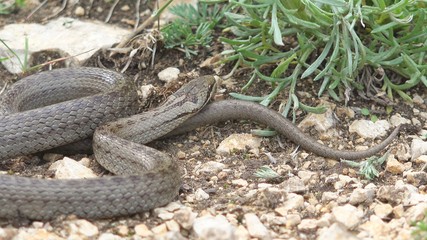 Detail of smooth snake (Coronella austriaca) smelling the air with its tongue