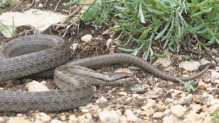 Ambush attack of smooth snake (Coronella austriaca)