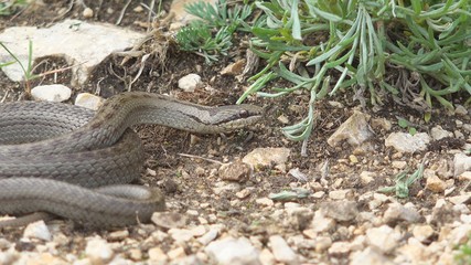 Curled body of smooth snake (Coronella austriaca) disappears in the grass