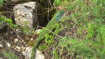 Green lizard (Lacerta viridis) resting still in the grass
