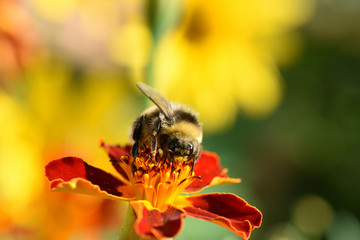 Bumblebee on a red flower on a yellow-green blurred background. Macro