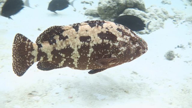 Brown-marbled grouper (Epinephelus fuscoguttatus) near coral reef