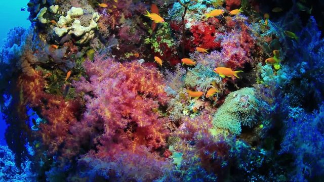 Soft corals (Alcyonacea) of Red Sea, Sudan.