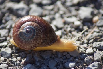 snail on stone