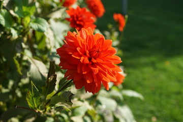 red flower in garden