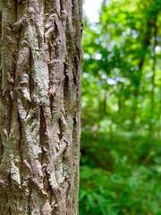 bark of a tree