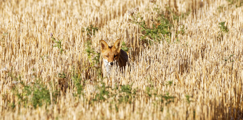 renard