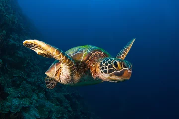 Gordijnen Sea Turtle Portrait © Todd