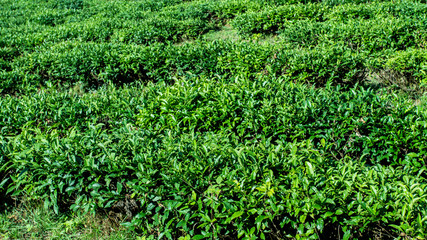 Green tea farm in spring. Tea plantation
