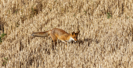 renard