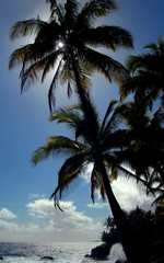 Backlit Palm Tree on Big Island