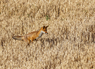 renard
