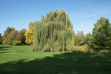 trees in the park