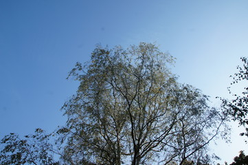 tree against blue sky