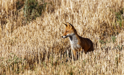 renard
