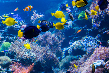 beautiful underwater world with  tropical fish