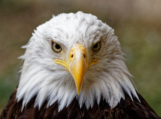 Fototapeta premium aigle